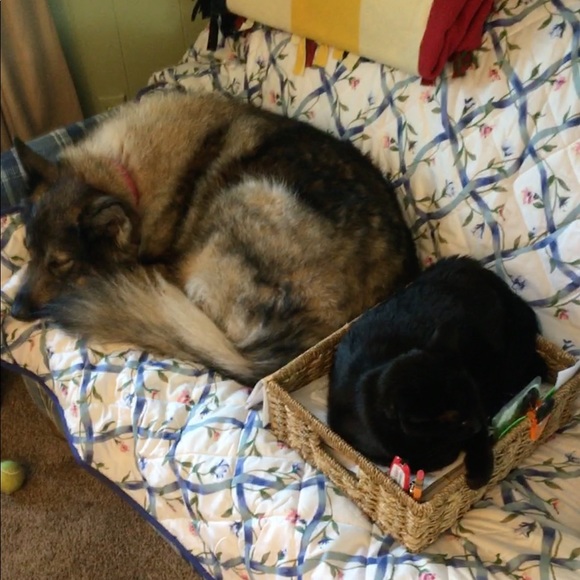 Meet your Posher, Sandy - Picture 1 of 1